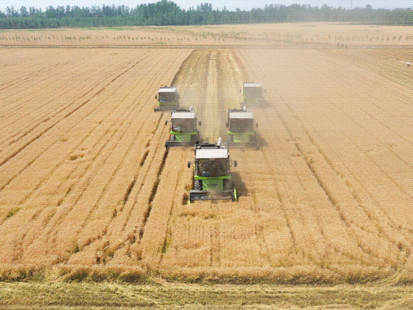 ZOOMLION Machine Escort Summer Grain Harvest